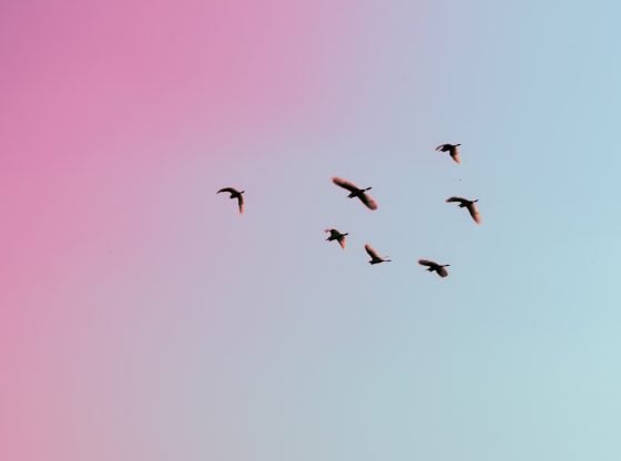 birds flying in the sky