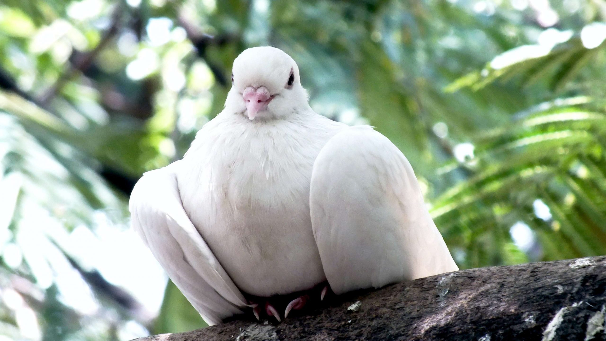 This is an angel disguised as a dove.